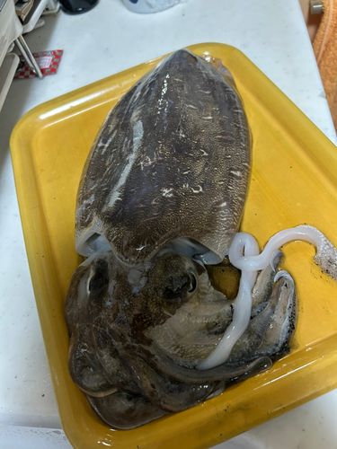 コウイカの釣果