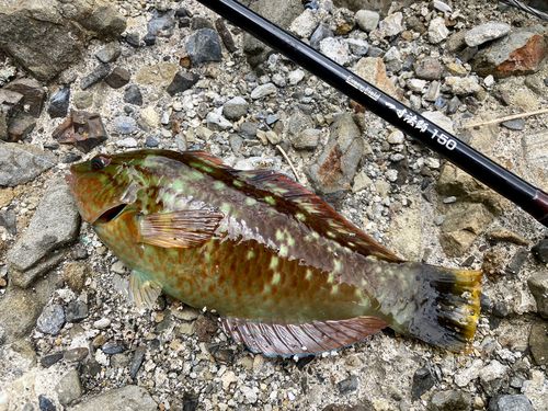 アカササノハベラの釣果