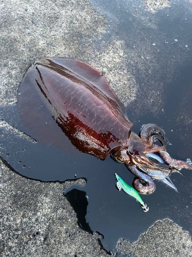 アオリイカの釣果