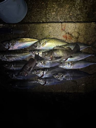 アジの釣果