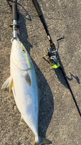 ワラサの釣果