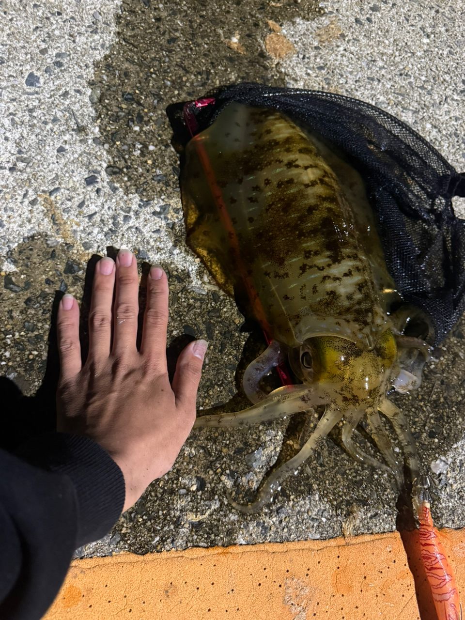 アオリイカの釣果写真
