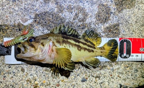 シマゾイの釣果
