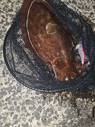 モンゴウイカの釣果