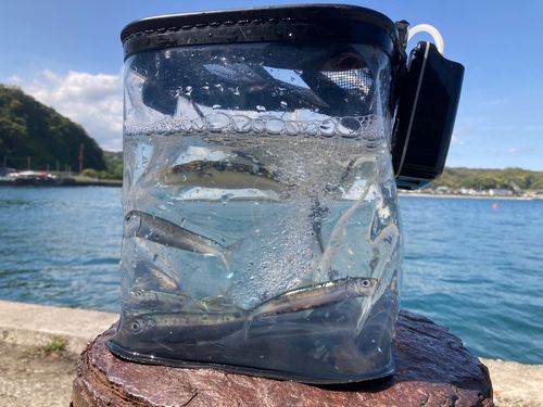 マイワシの釣果
