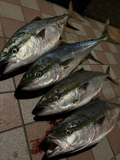 ブリの釣果