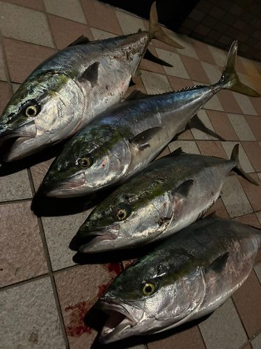 ブリの釣果