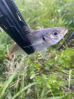マアジの釣果