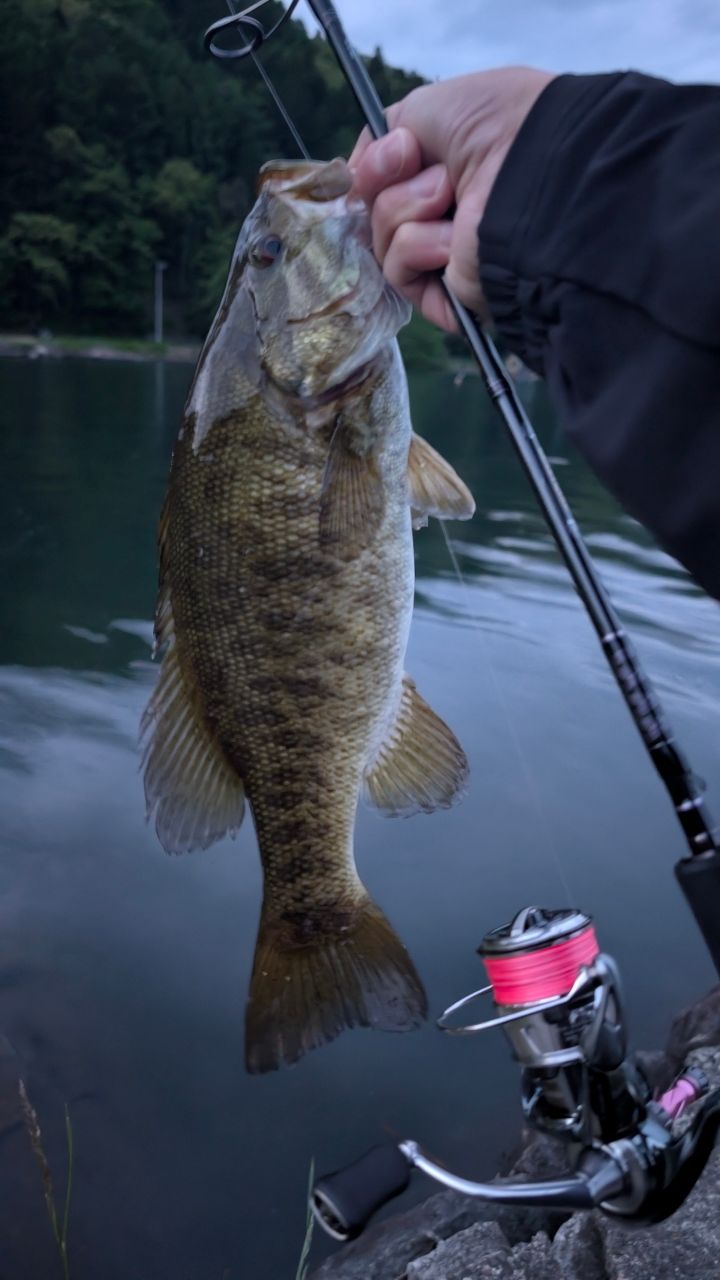 DAIWA 22ハートランド 772ML+FS-22の最安値・インプレ・釣果 | 本音の