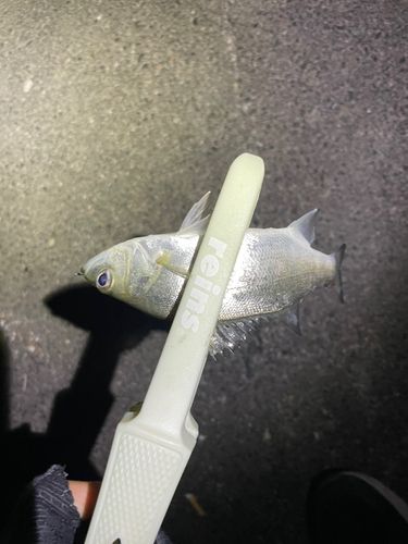 セイゴ（ヒラスズキ）の釣果