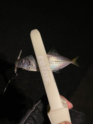 マアジの釣果