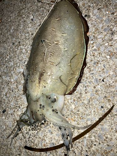 モンゴウイカの釣果