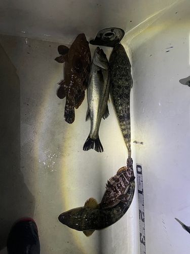 キジハタの釣果