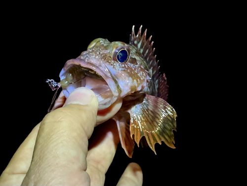 ガシラの釣果