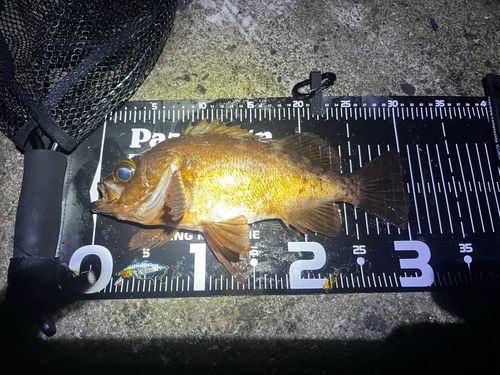 メバルの釣果