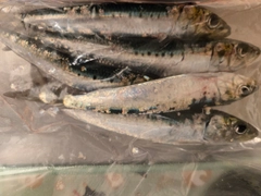 マイワシの釣果