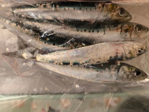 マイワシの釣果