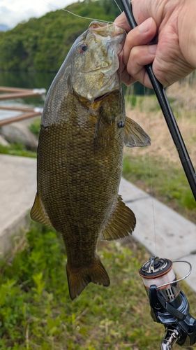 スモールマウスバスの釣果