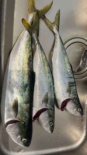 ワラサの釣果