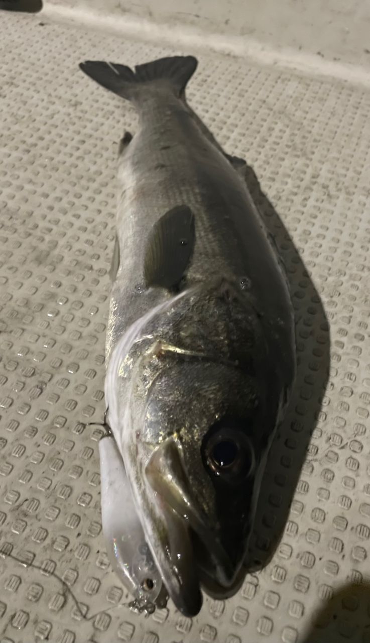 AbuGarcia ソルティーステージ KR-X ボートシーバスの最安値・インプレ