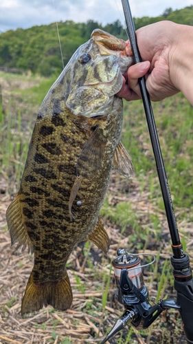 スモールマウスバスの釣果