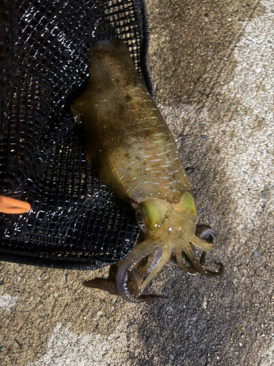 アオリイカの釣果写真