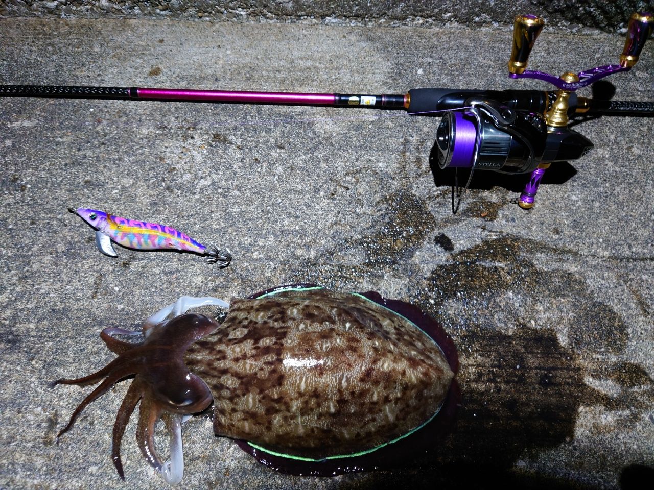 モンゴウイカの釣果写真