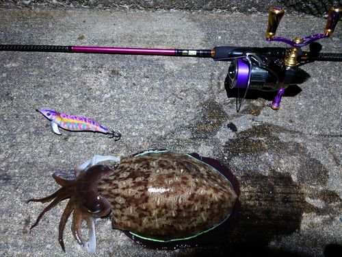 モンゴウイカの釣果