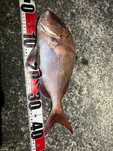 マダイの釣果