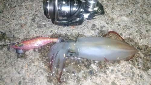 ケンサキイカの釣果