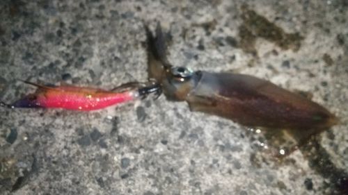 ケンサキイカの釣果