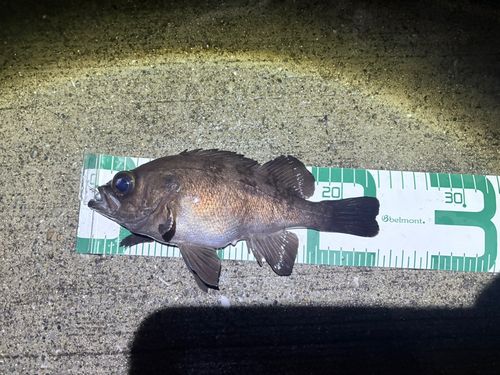 メバルの釣果