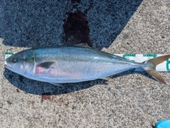 ブリの釣果