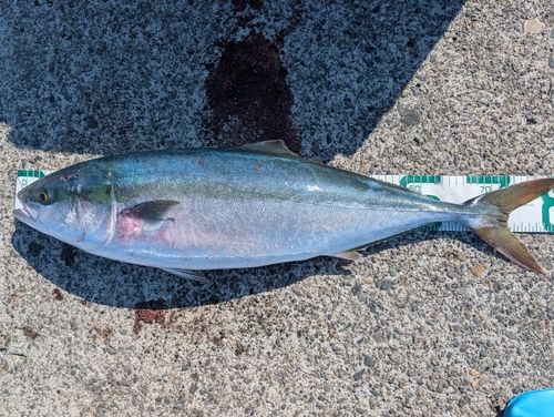 ブリの釣果