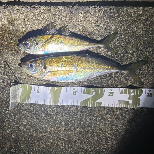 アジの釣果