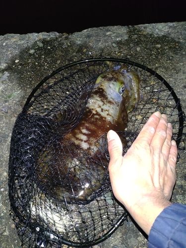 イカの釣果