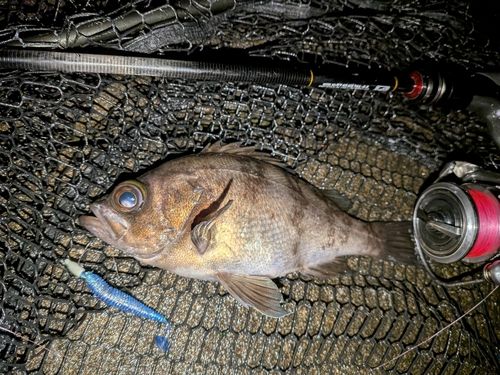 メバルの釣果
