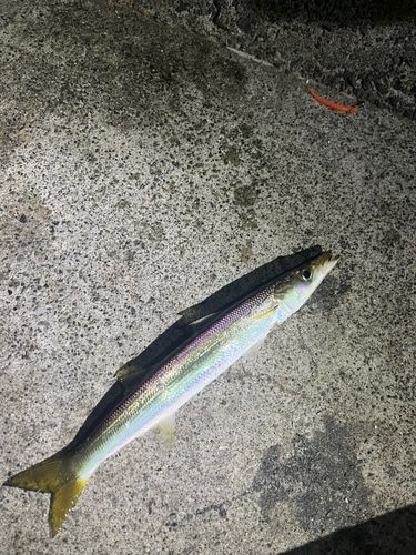 カマスの釣果