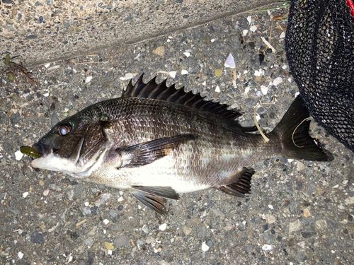 クロダイの釣果
