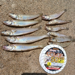 シロギスの釣果
