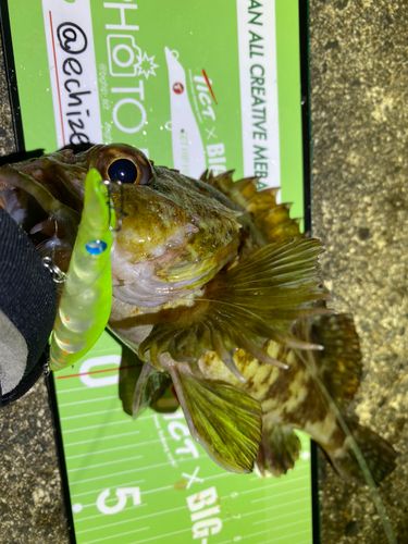 カサゴの釣果