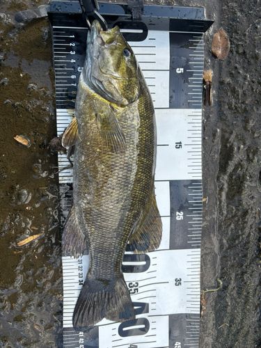 茨城県で釣れたライギョの釣り・釣果情報 - アングラーズ | 釣果600万