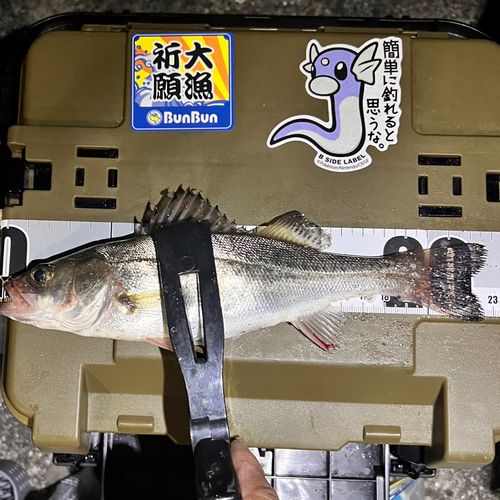 セイゴ（タイリクスズキ）の釣果