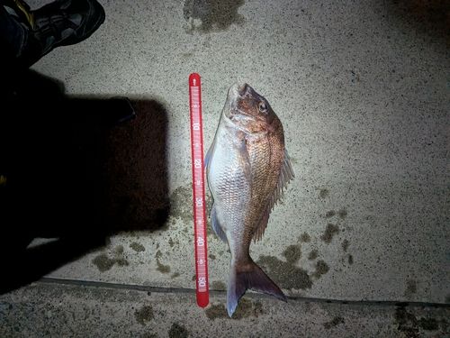 タイの釣果