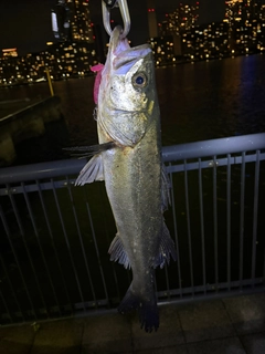 シーバスの釣果