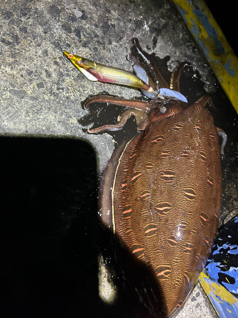 コウイカの釣果写真