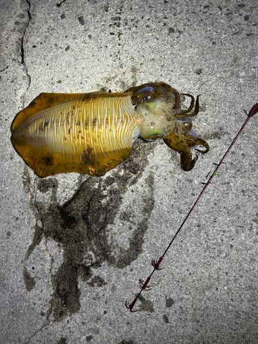 アオリイカの釣果