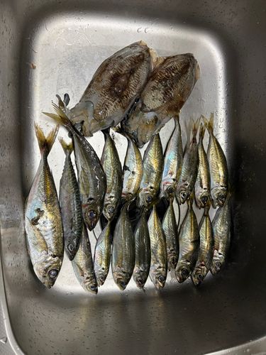 アジの釣果