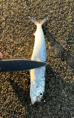 イワシの釣果