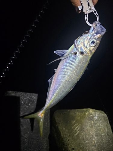 マアジの釣果